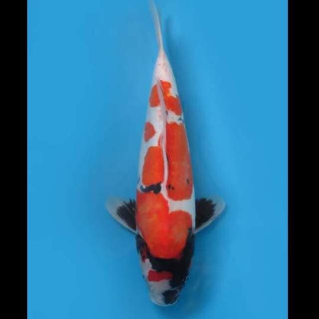 (44cm)  SHOWA DOITSU JUMBO - TOSAI 