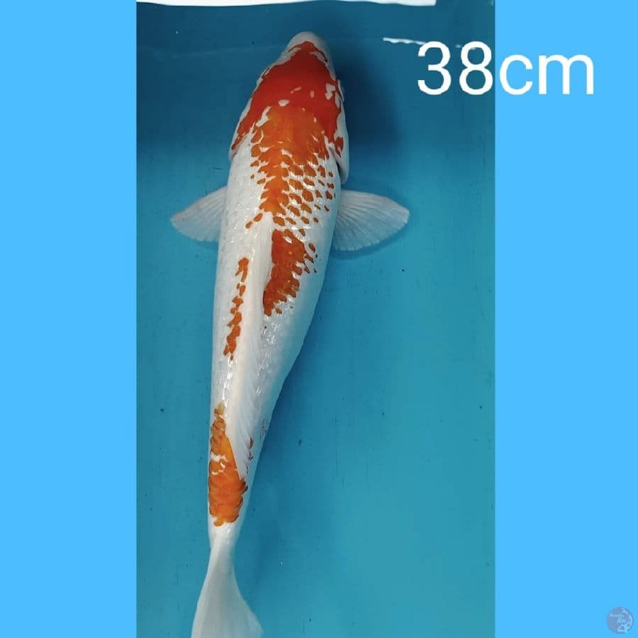 kanoko kohaku ginrin 38cm