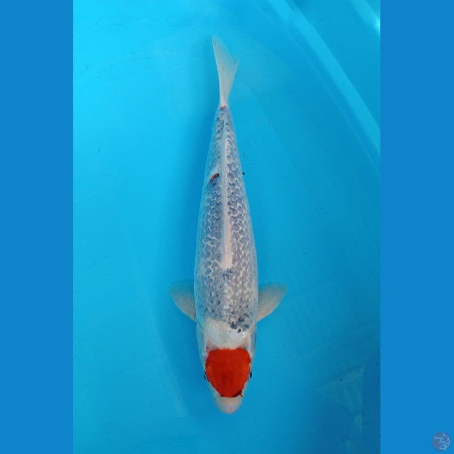 Tancho ghosiki 44cm