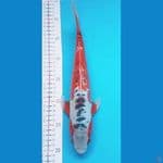 Hana shusui 33cm Male