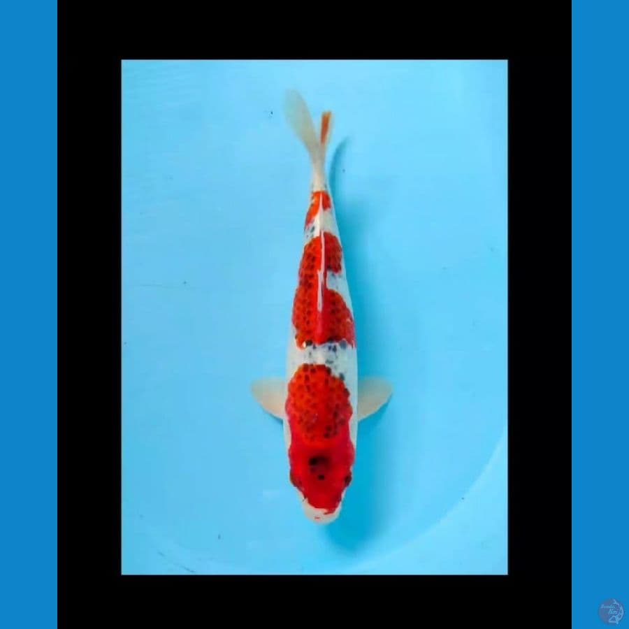 sandan goshiki male 31cm