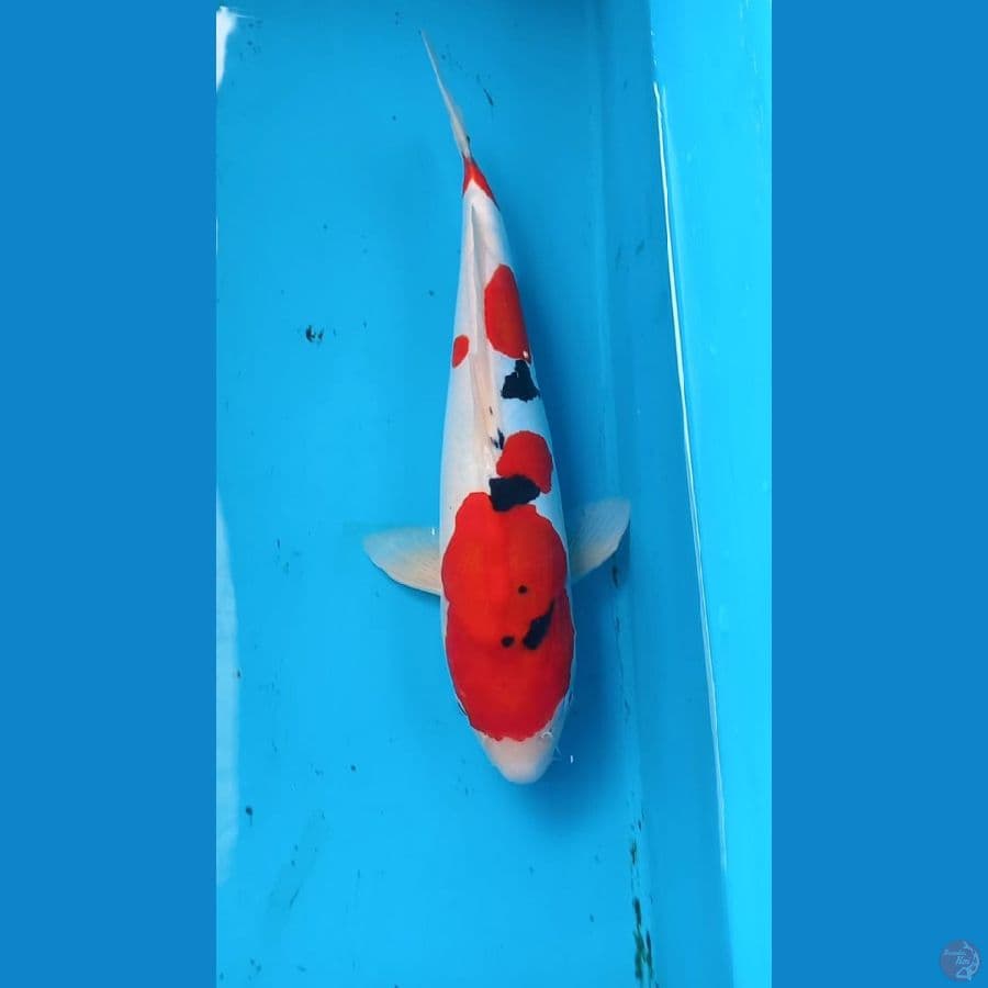 Doitsu Sanke 35cm