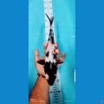 showa 32 cm 