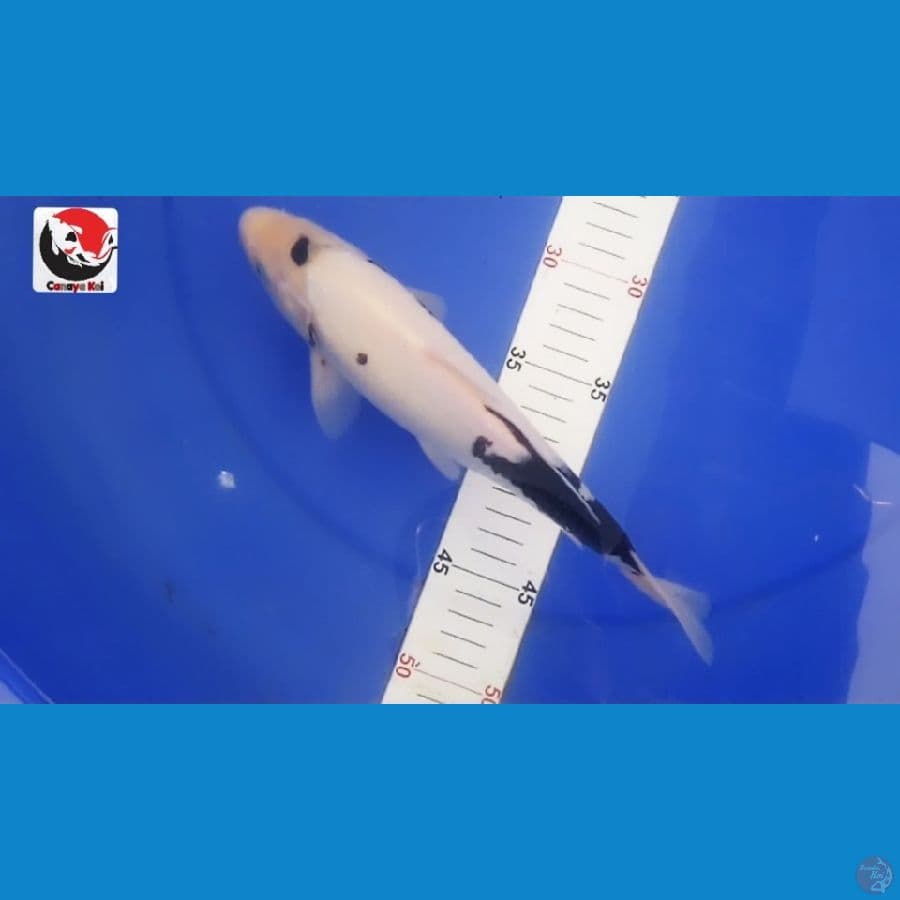 SHIRO 26CM --- CANAYA KOI FARM