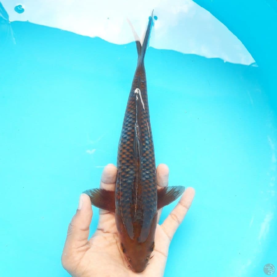 Ochiba 28cm