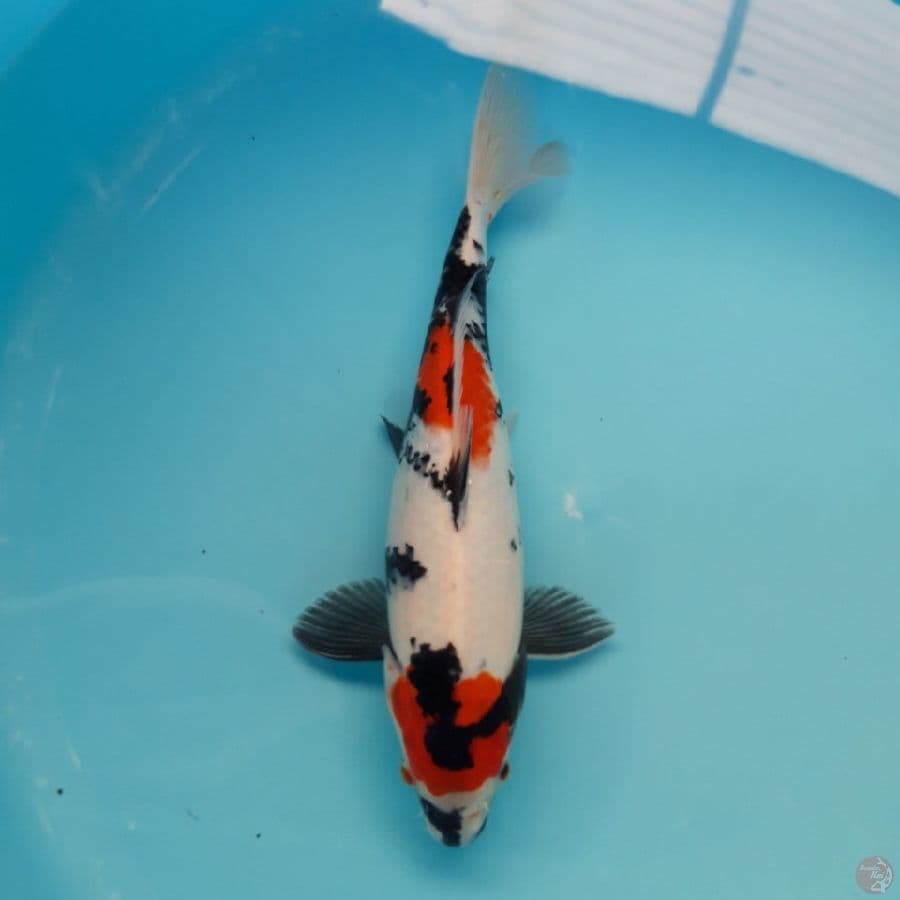 Maruten Showa Bulky Tategoi 30cm