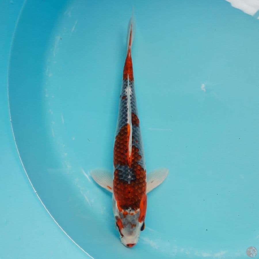 Goshiki Male 33cm