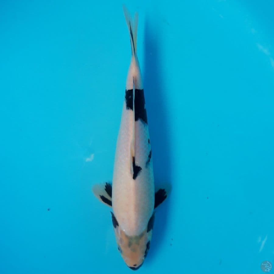 Shiro Tategoi 28cm