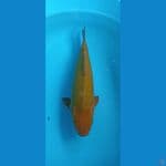 jumbo cagoi bulky 47cm
