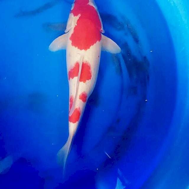 F1 KOHAKU -+40CM
