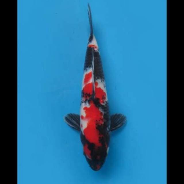 (34cm) RED SHOWA ORIGINAL - TOSAI
