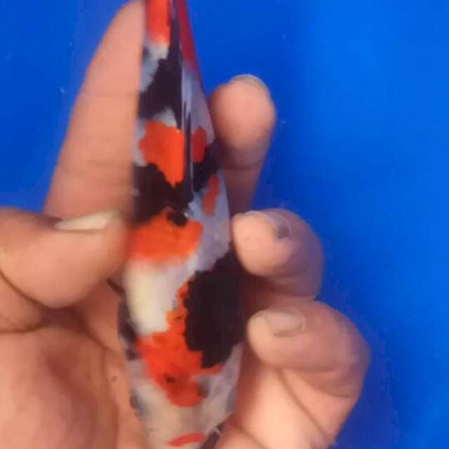 SQ KINDAI SHOWA 15CM