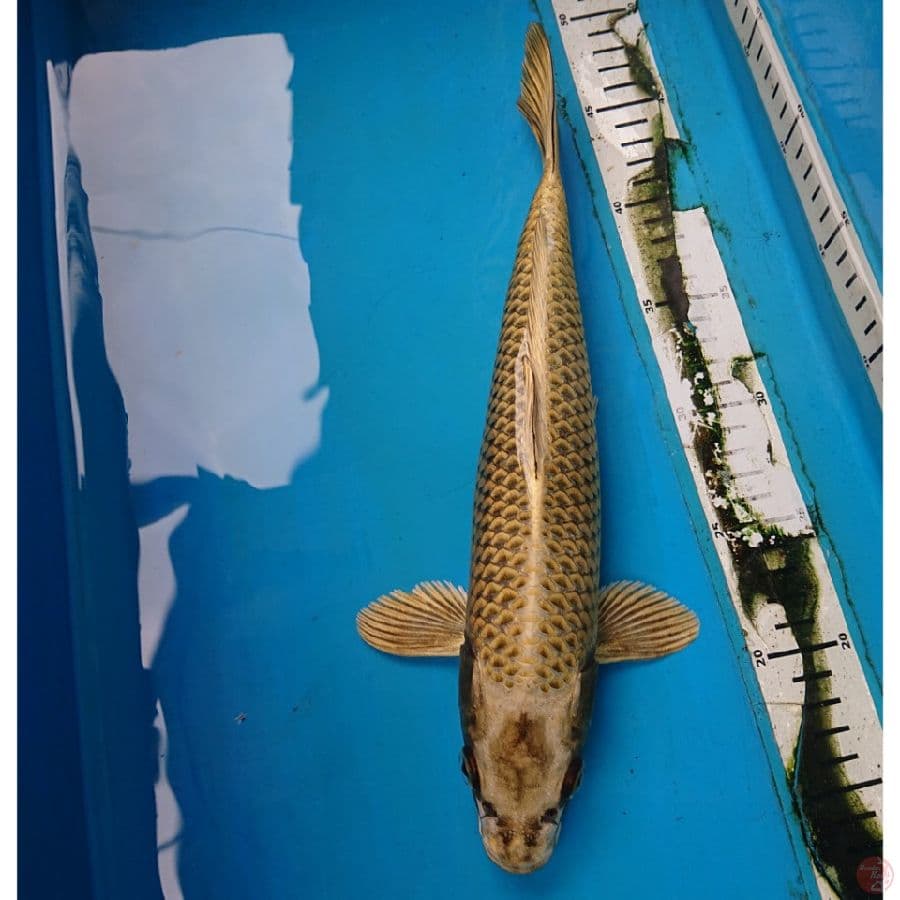 MUKASHI 33 cm