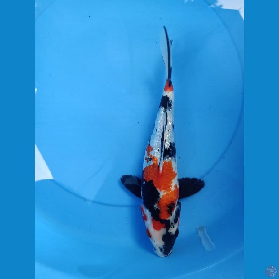 showa 30 cm