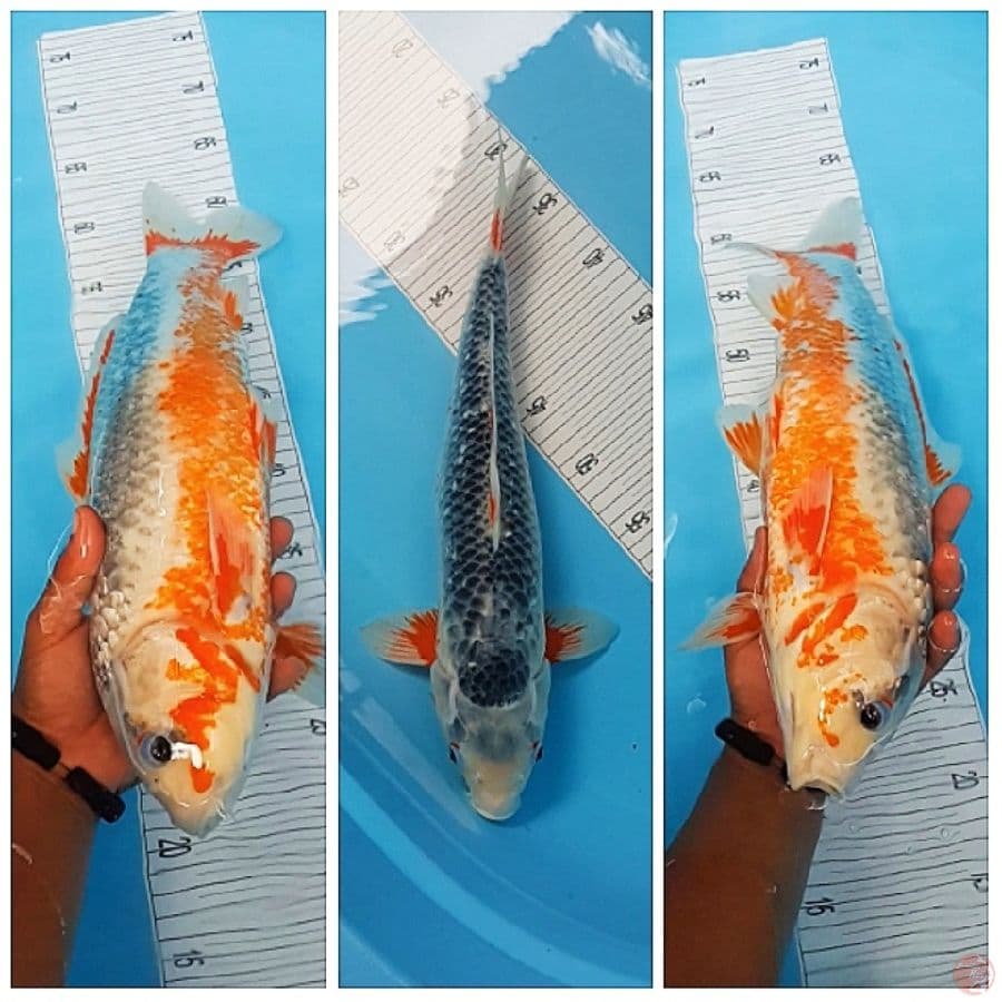 Asagi 43CM