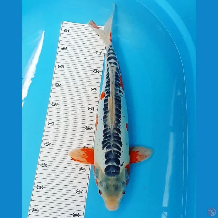 Hana Shusui 50CM 