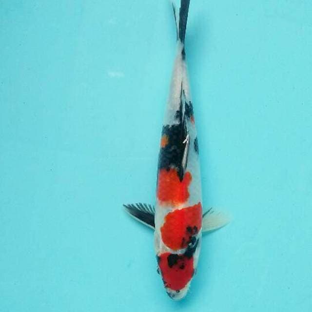 Maruten showa