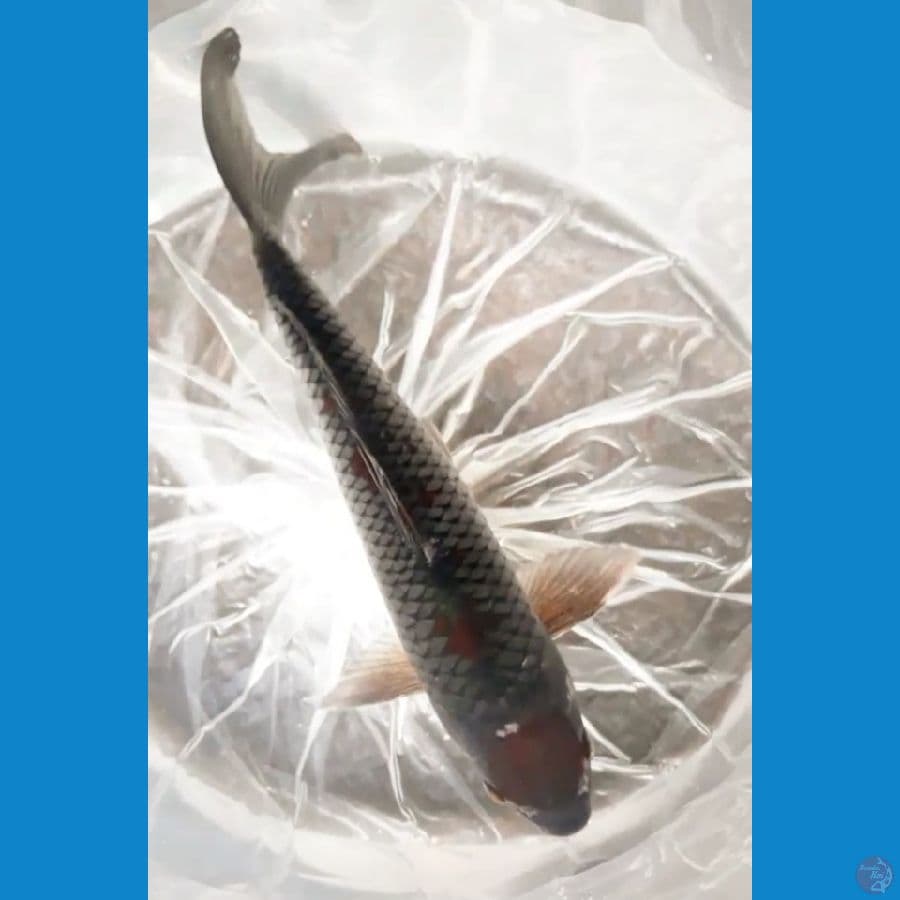 Ochiba 34 cm