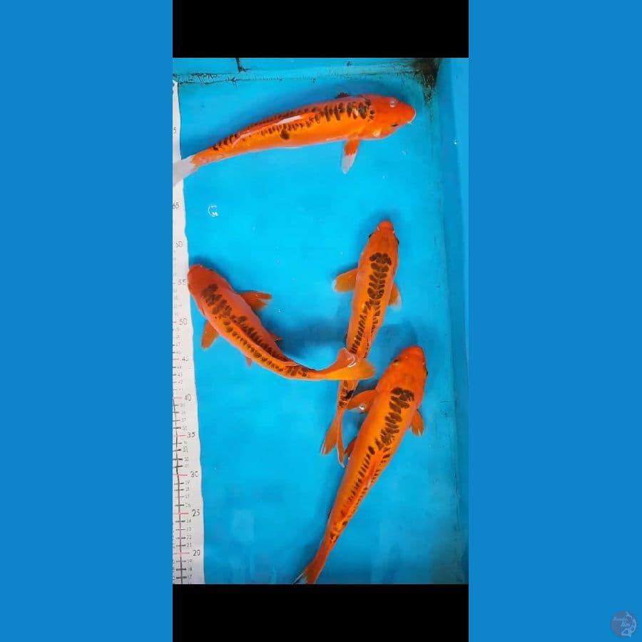Hi Shusui tembus 30-35cm 4 ekor