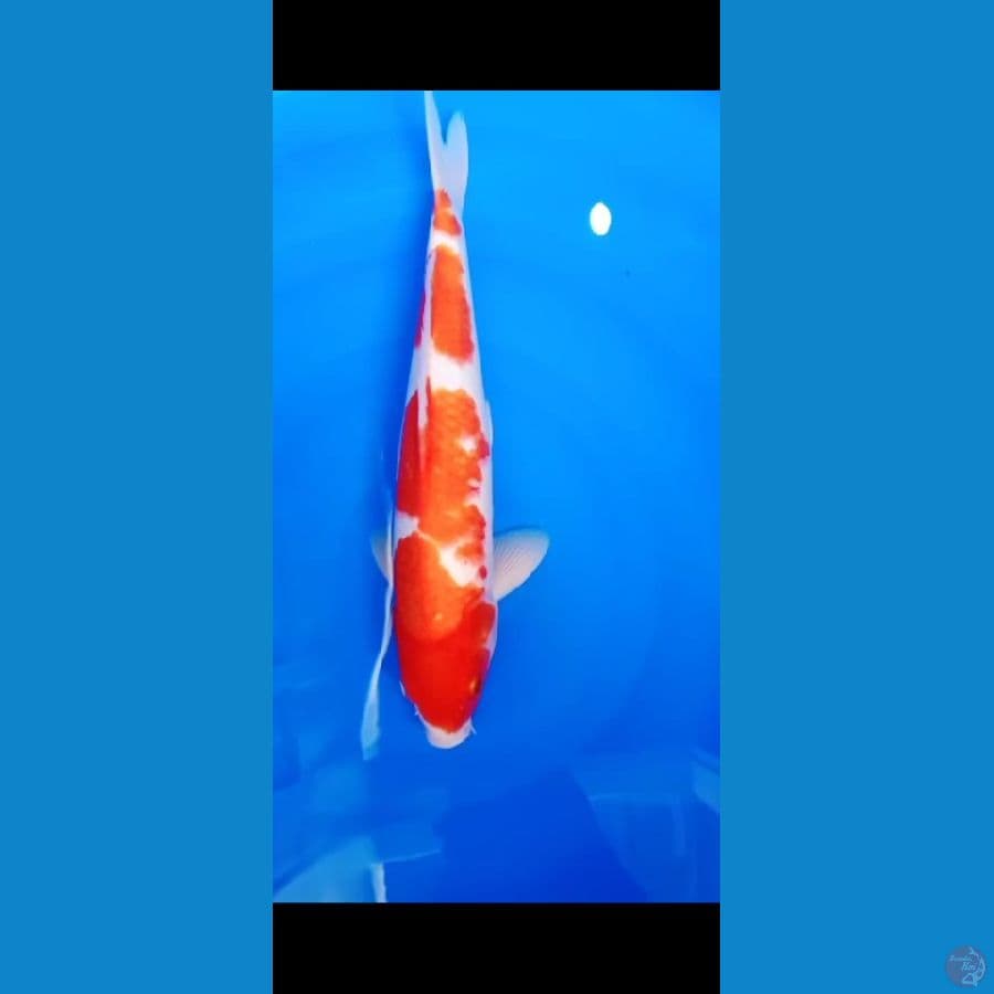 Kohaku size 35 cm