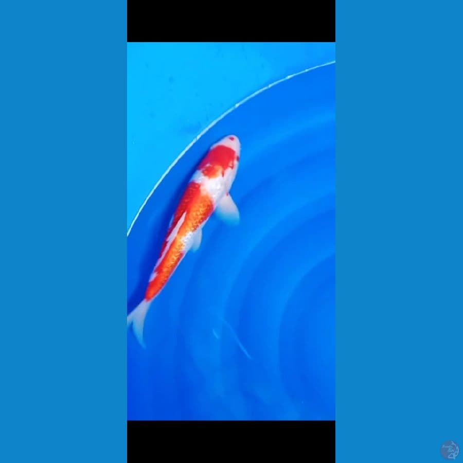 Kohaku 32 cm