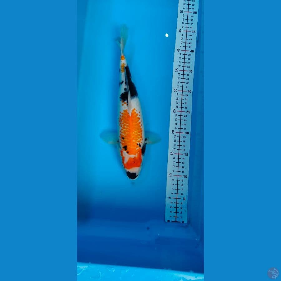 Showa  33 CM