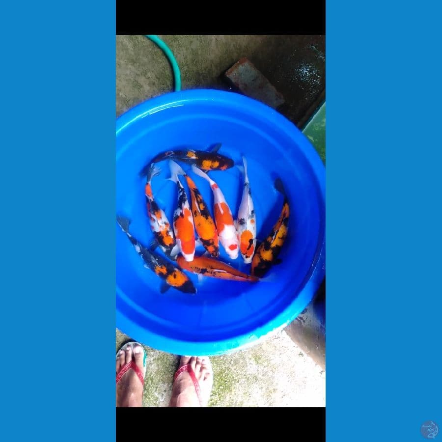 paket 29-32cm 9 ekor