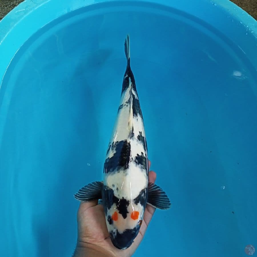 SHIRO LANGKA KACAMATA 42CM