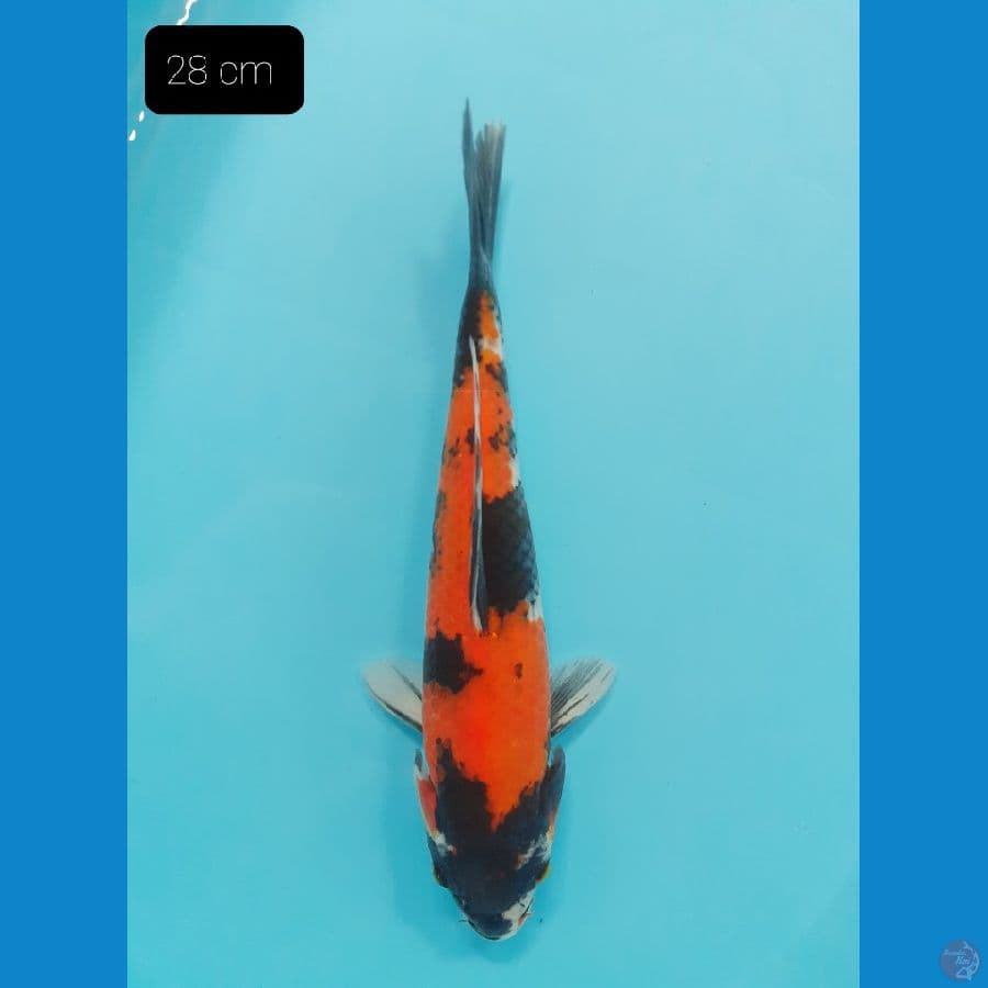Showa 28 cm