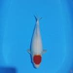 TANCHO KOHAKU 34CM