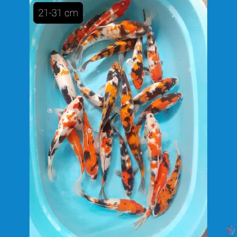 Paket Mix 21-31 cm
