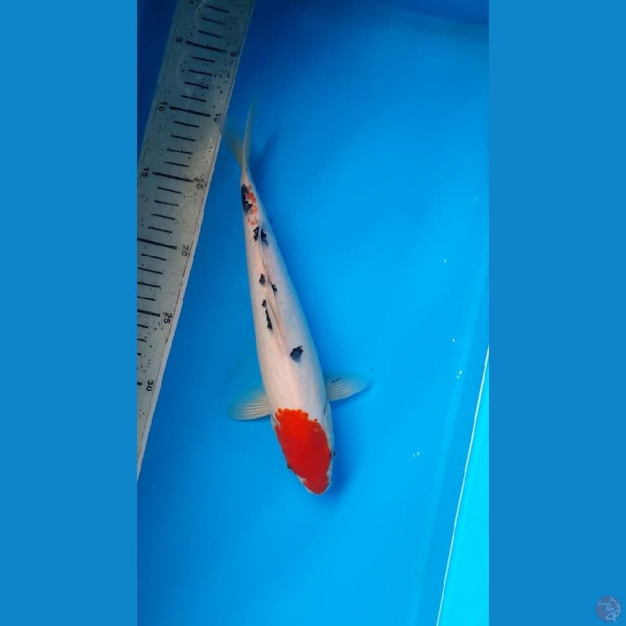 tancho 27cm