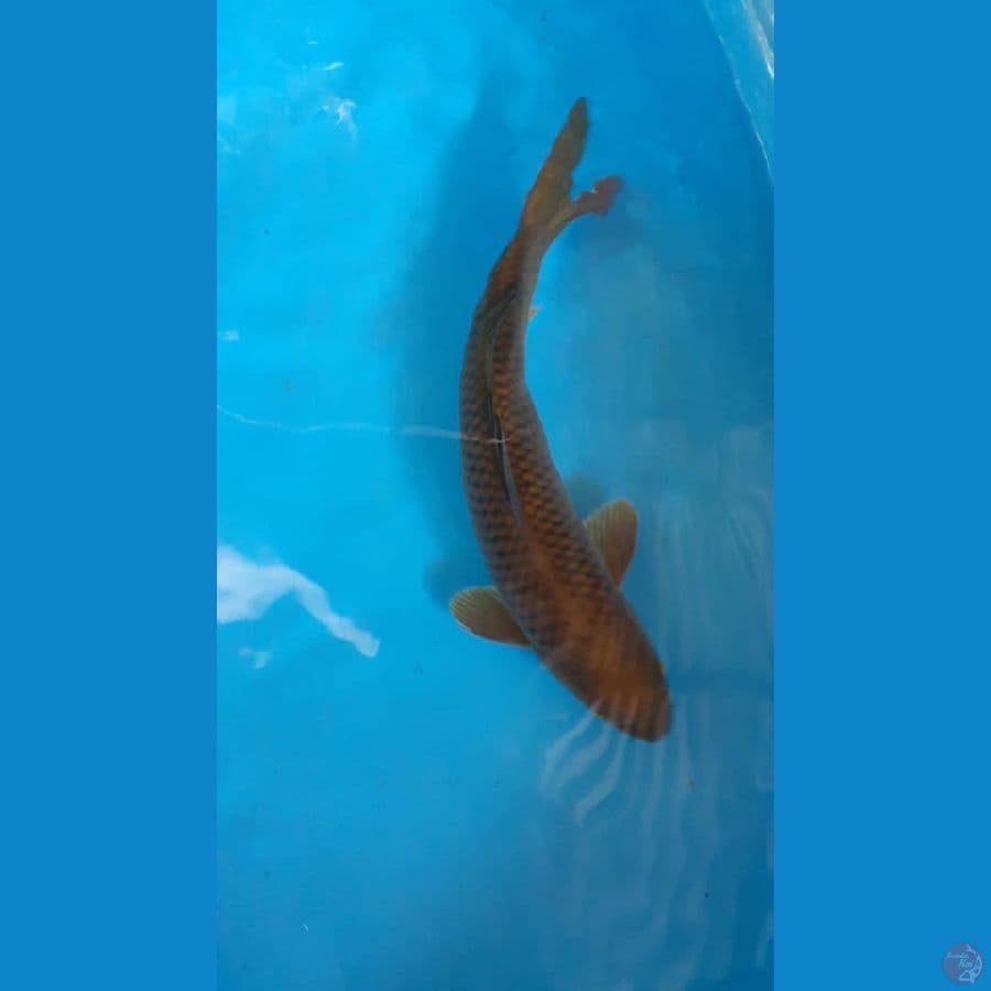 Chagoi 37cm