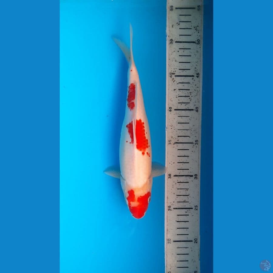 kohaku 27cm