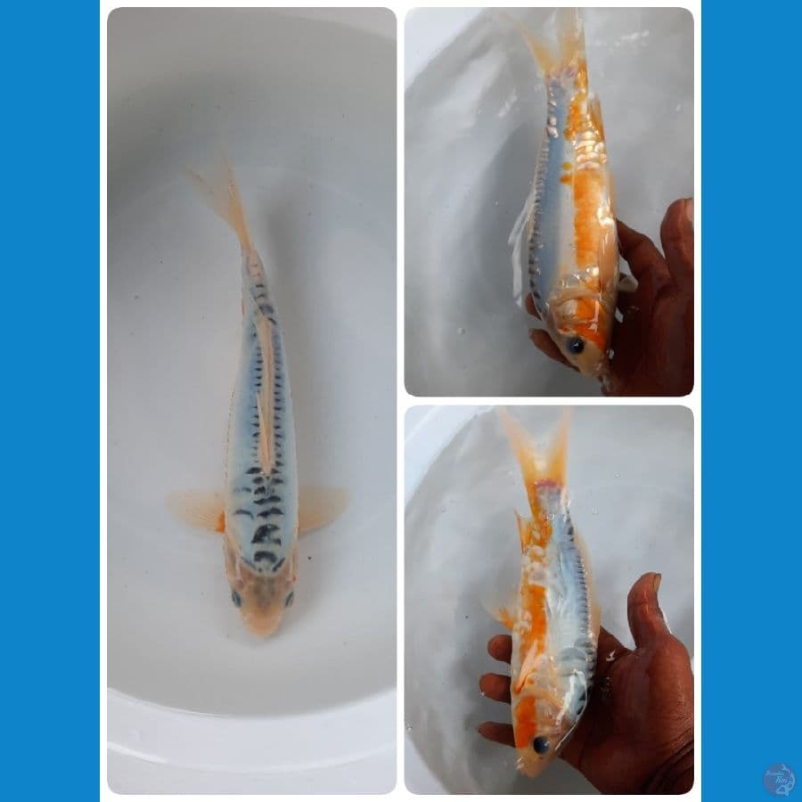 shusui 25cm 