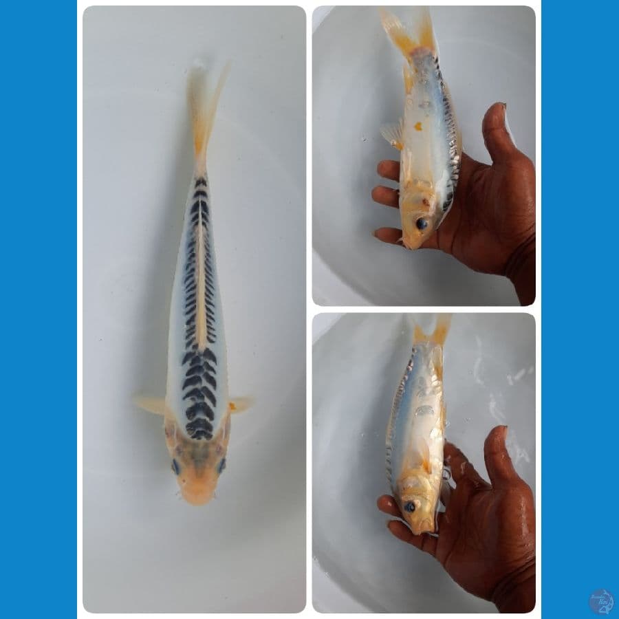 shusui 23cm