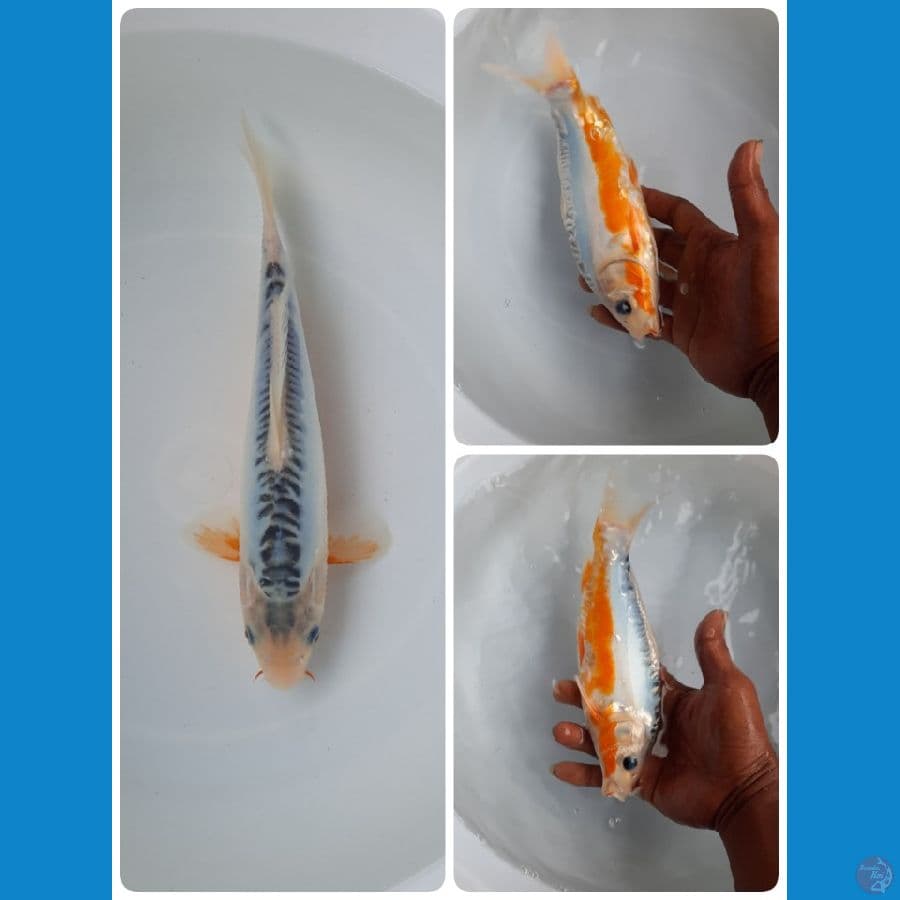 shusui 23cm