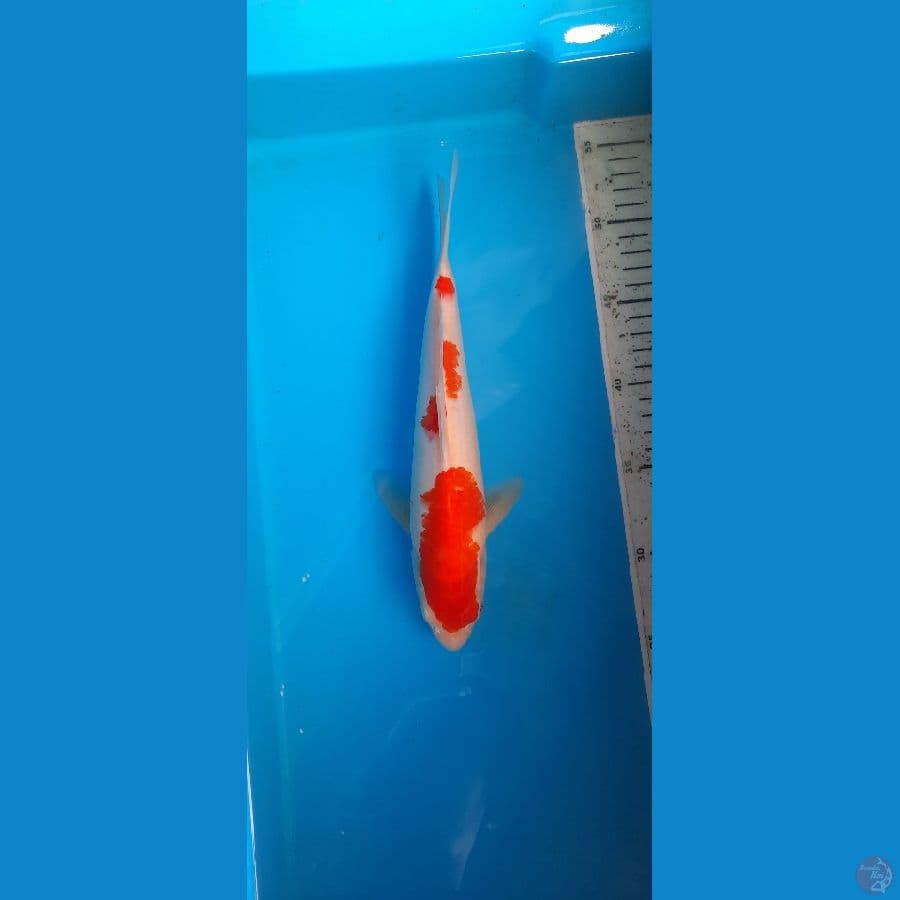 kohaku 27cm