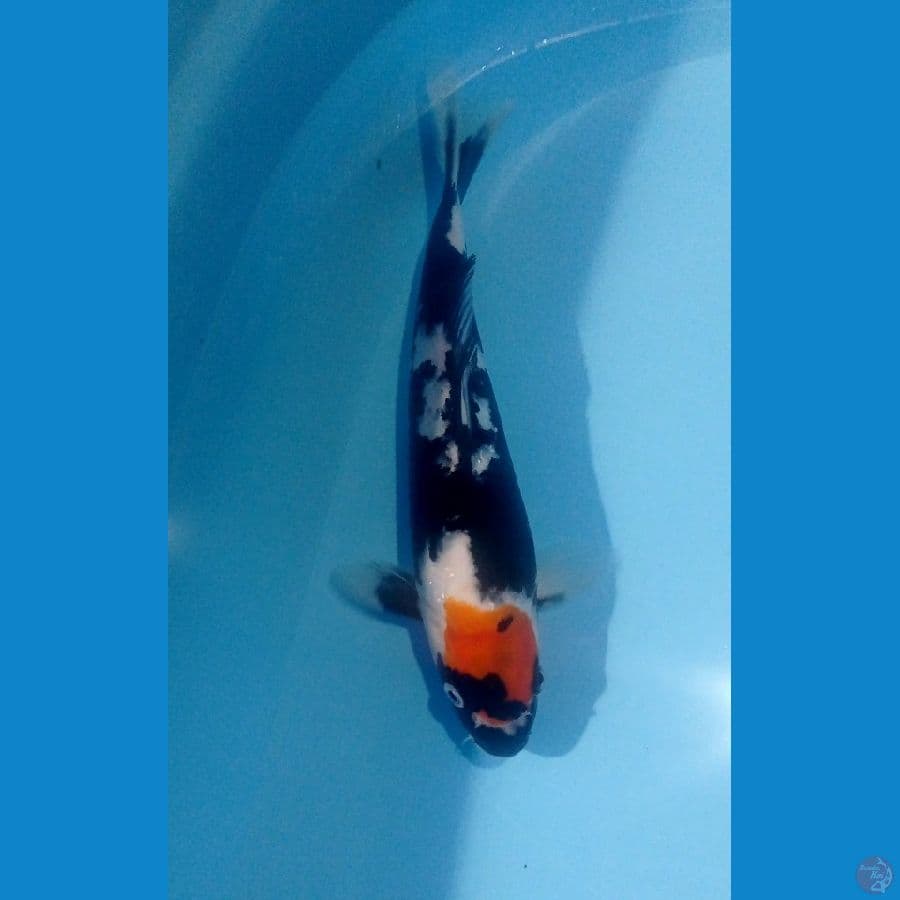 showa punuk 25cm