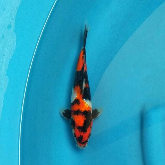 Kid Koi Farm - Showa 1