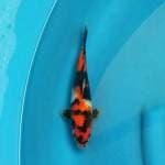 Kid Koi Farm - Showa 1