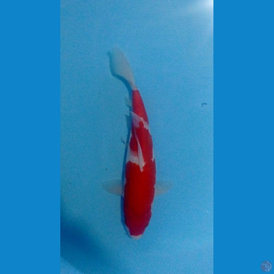 kohaku 30cm
