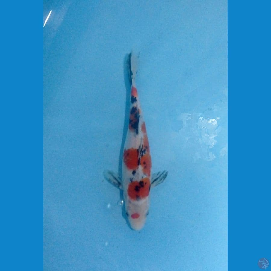sanke 25cm