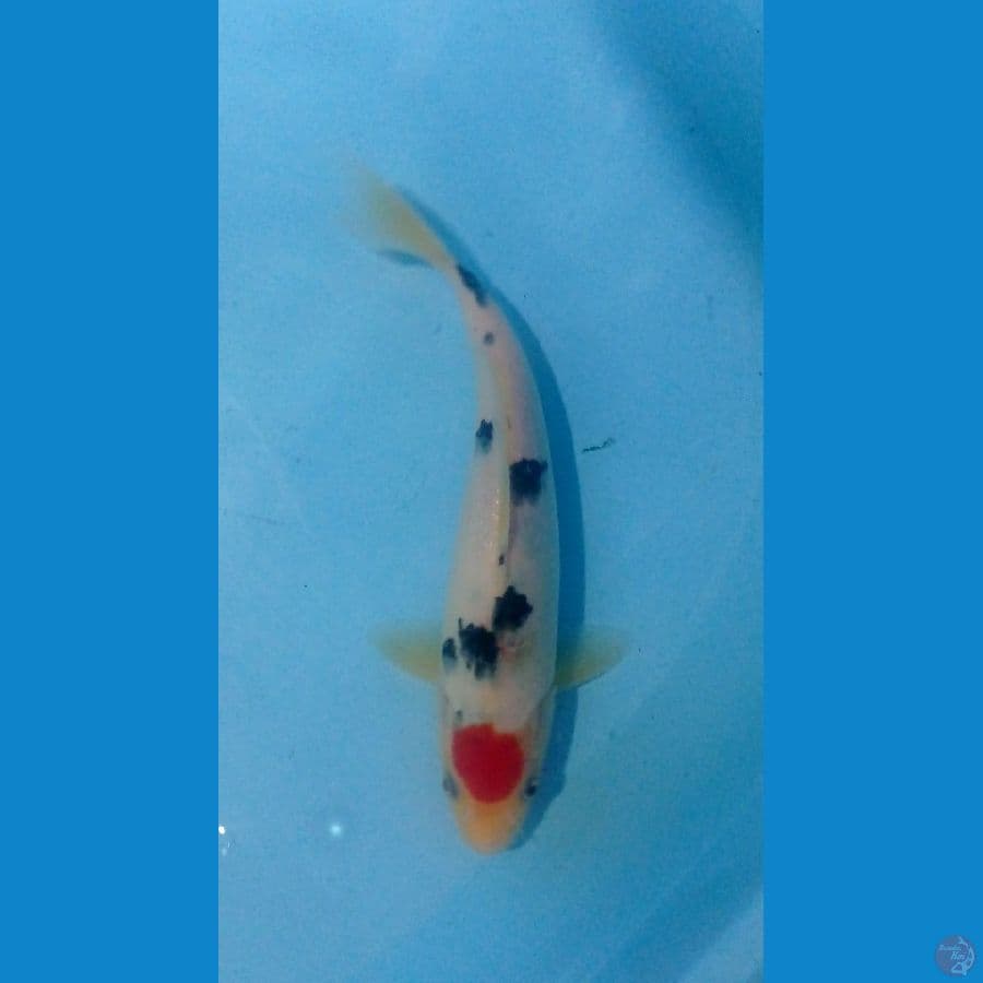 tancho sanke 24 cm