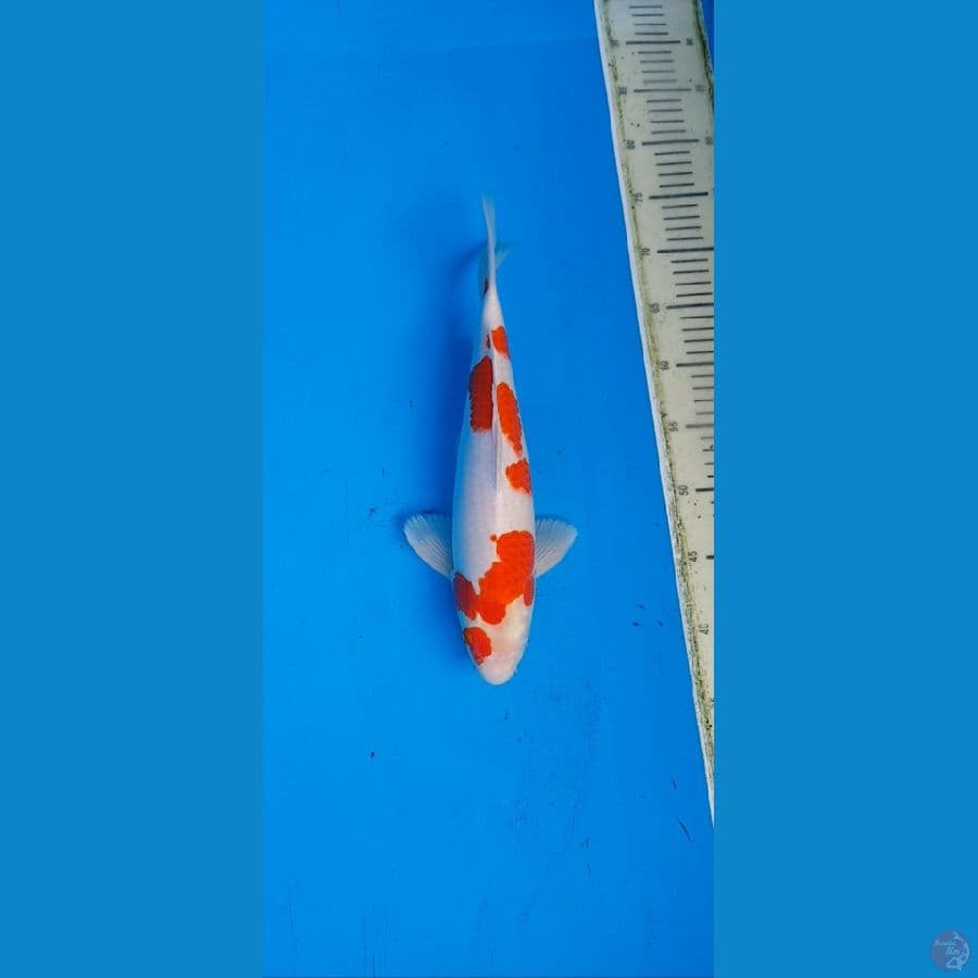 kohaku strongg..... 35cm