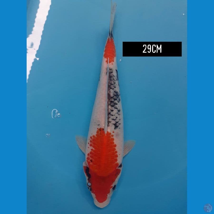 29cm