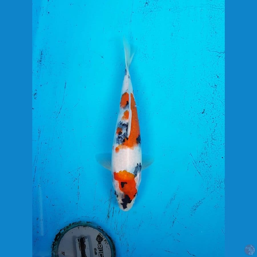 kindai showa.... 24cm