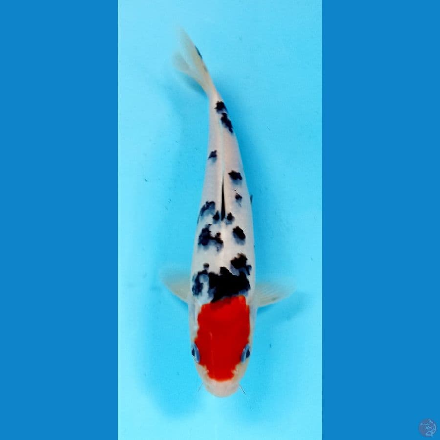 tancho sanke 21cm