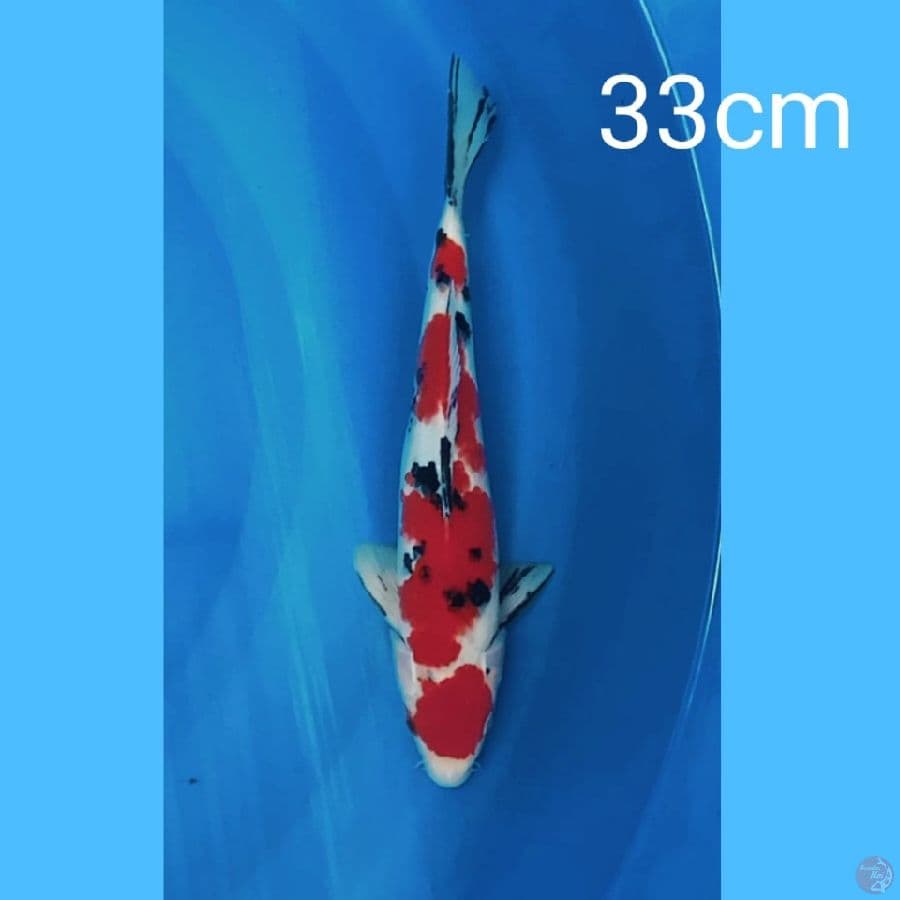 Maruthen Sanke 33cm