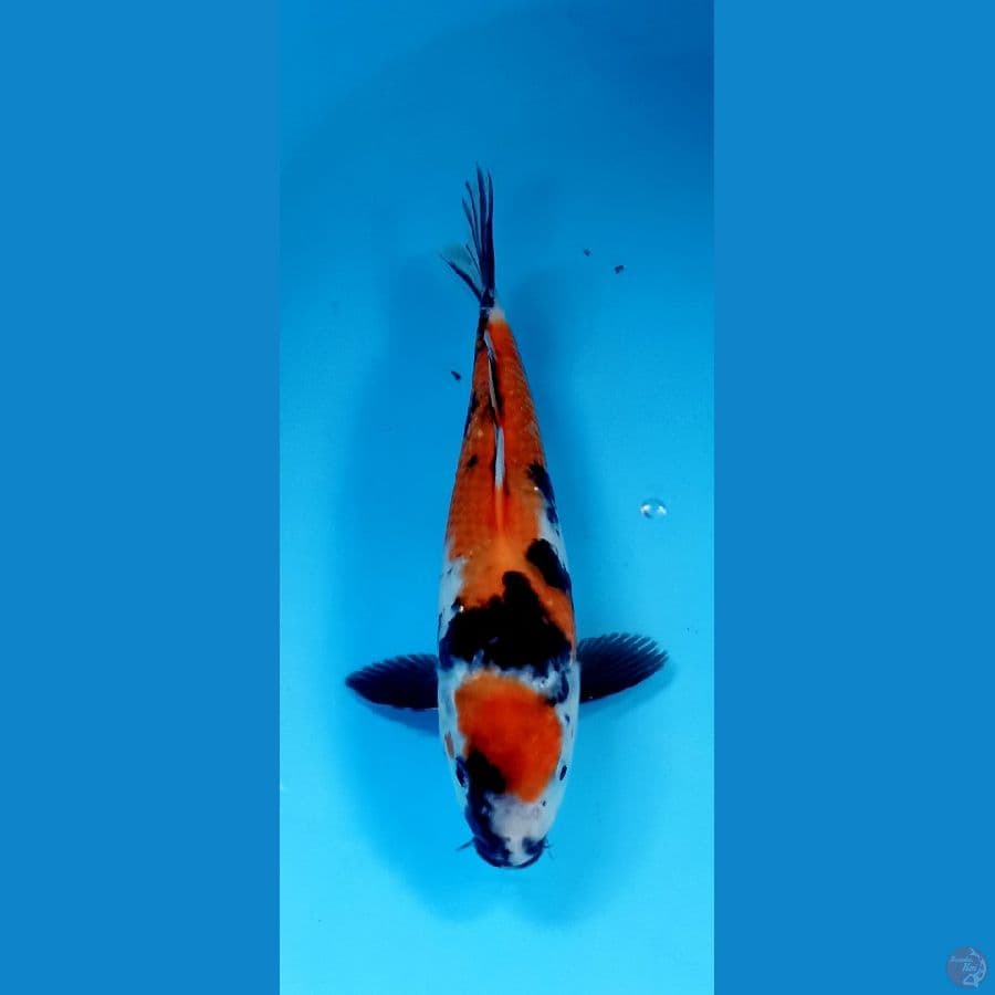 showa 24cm